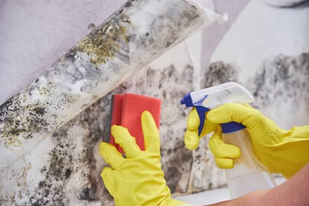 Best Black Mold Removal in Thorndale, TX