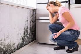 Trusted Thorndale, TX Mold Removal Experts